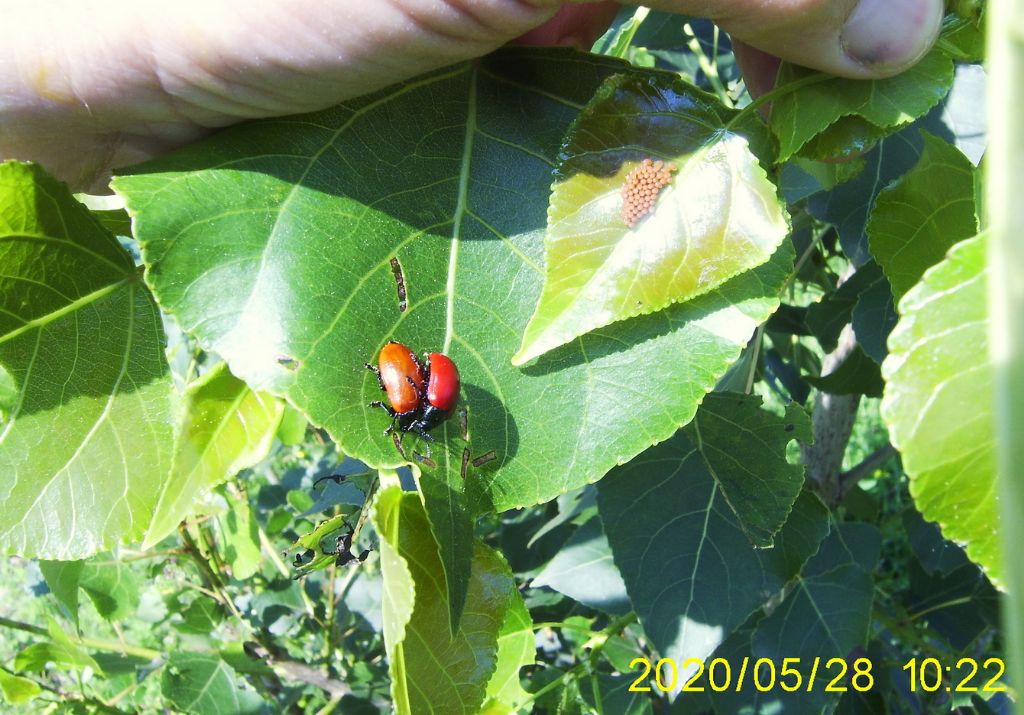 Larva di coccinella: Adalia bipunctata? No, di crisomelide, Chrysomela sp.